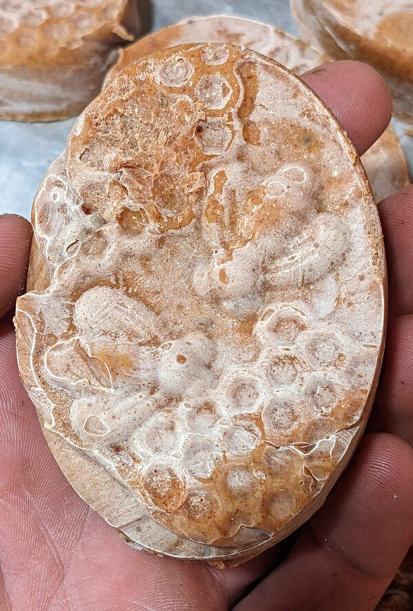 Turmeric & Clove Tallow Bar Soap